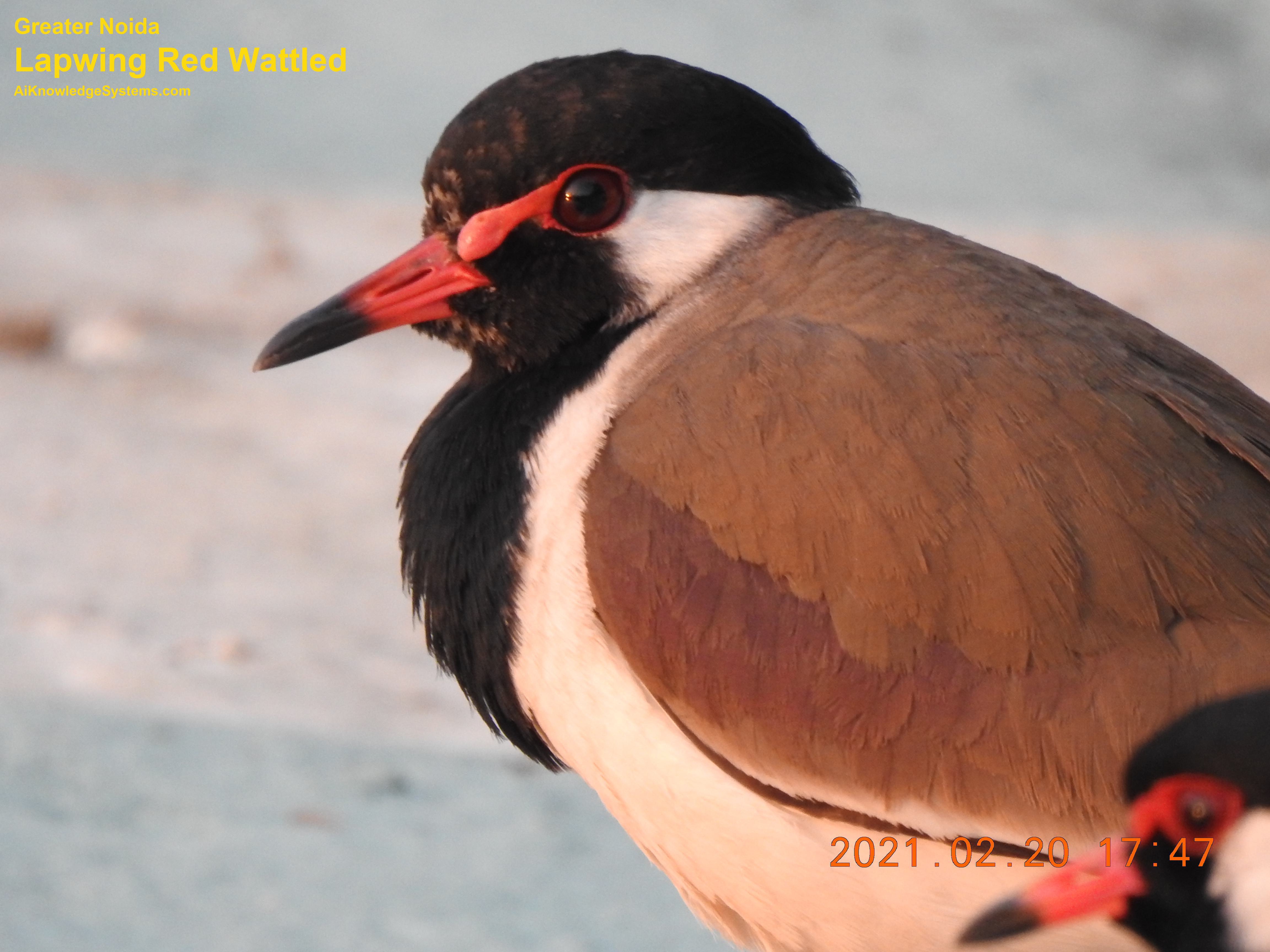 Lapwing Red Wattled (20) Coming Soon